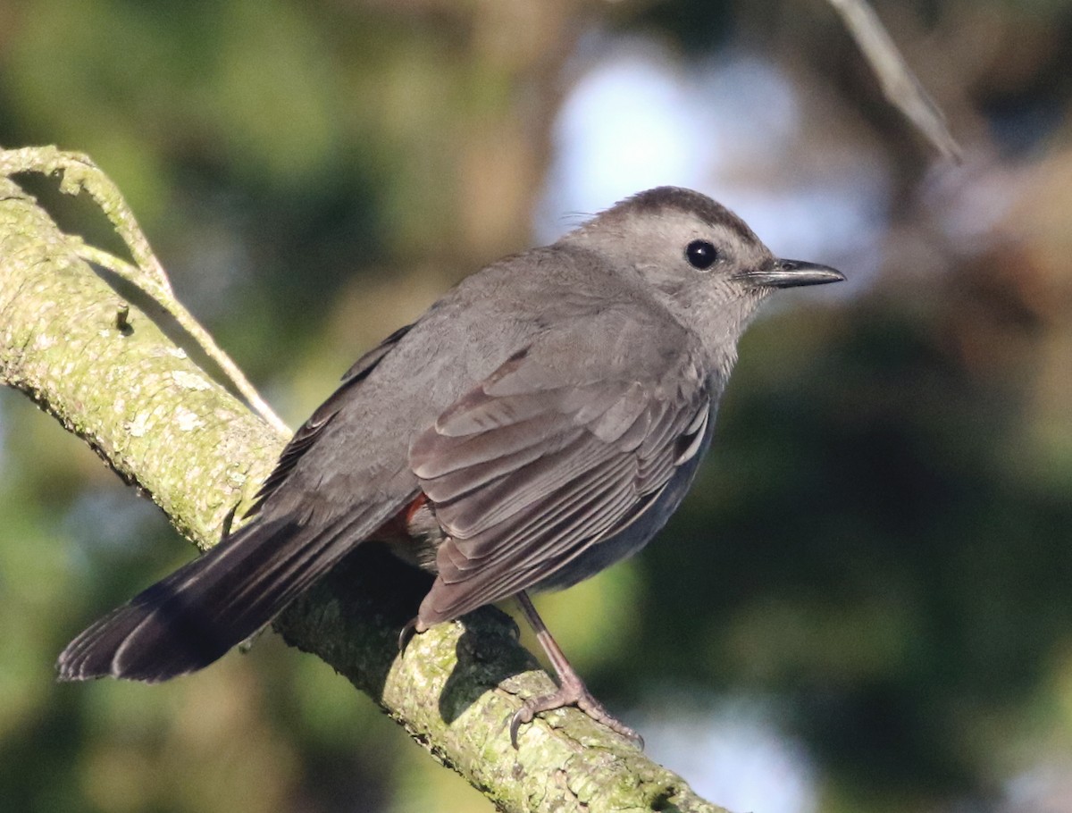 Gray Catbird - ML572532401