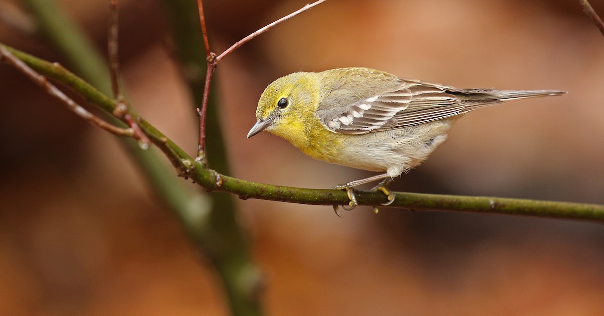 Pine Warbler - Ryan Schain