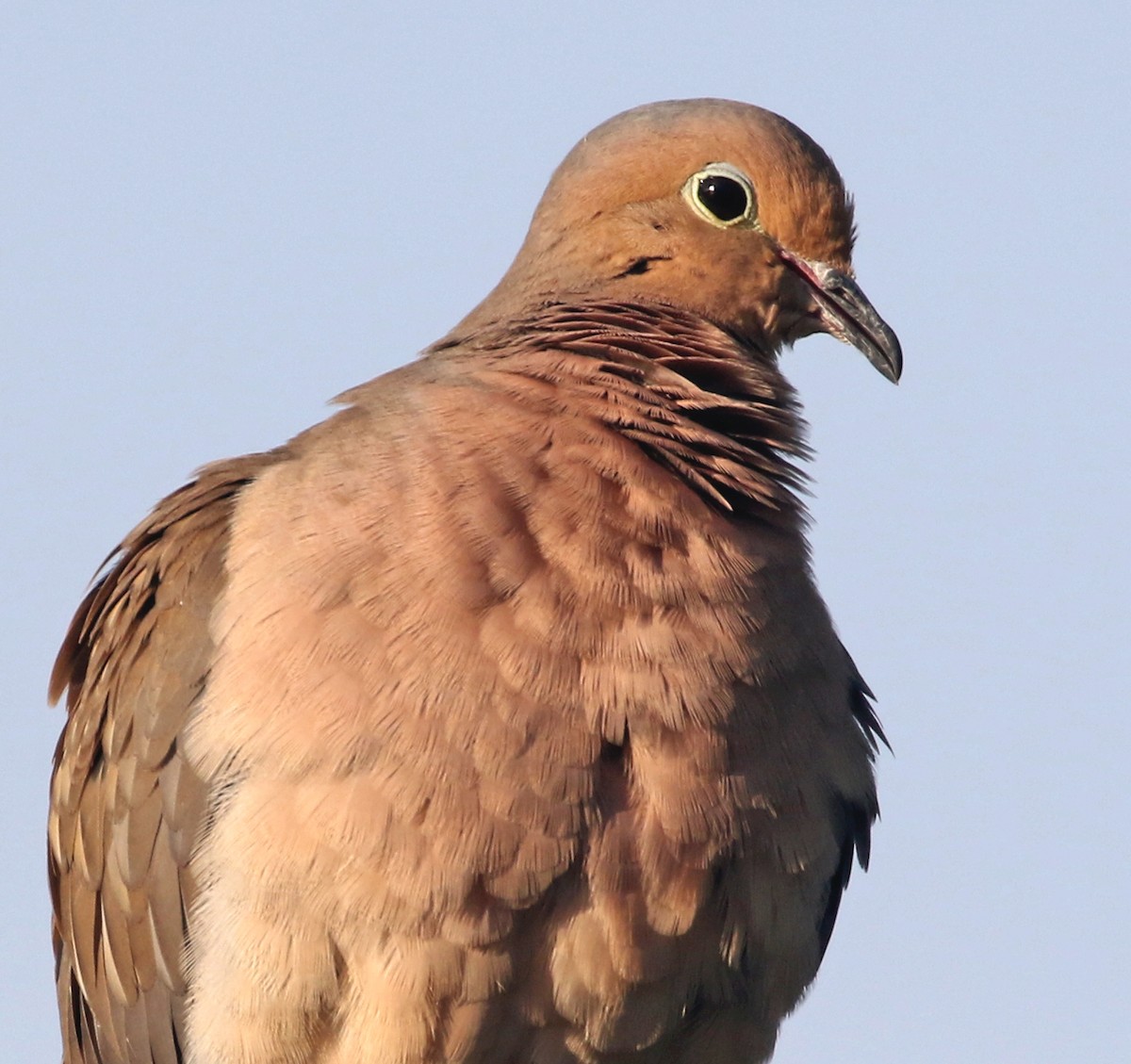 Mourning Dove - ML572532531