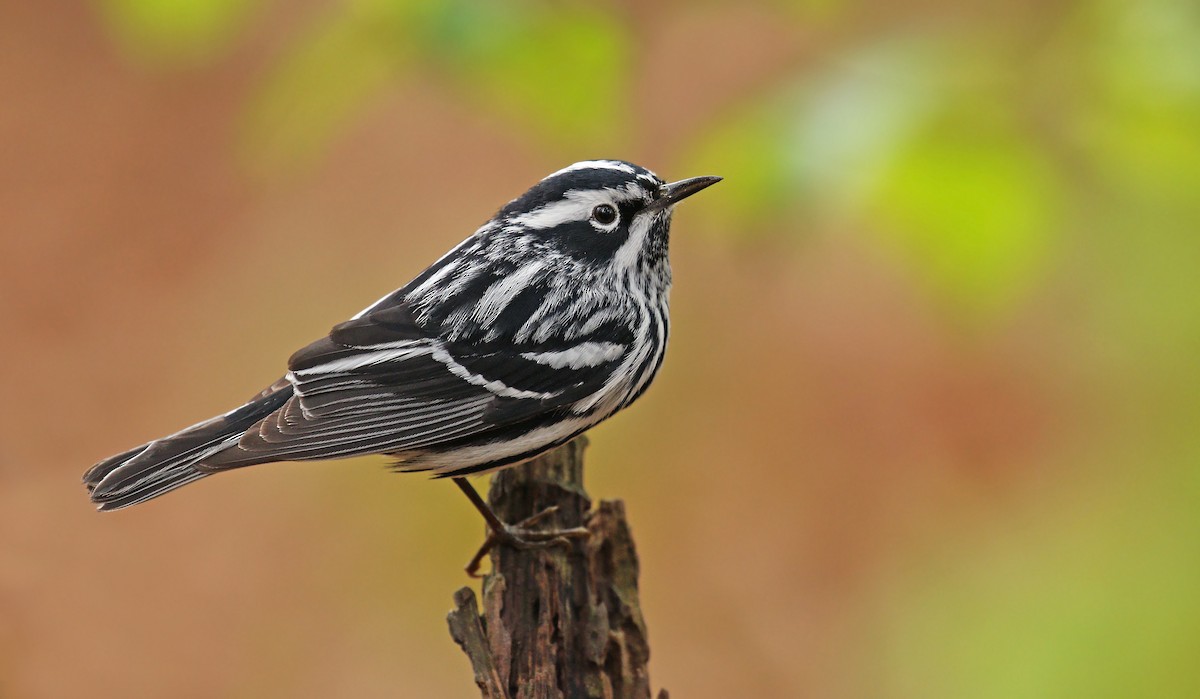 Black-and-white Warbler - Ryan Schain