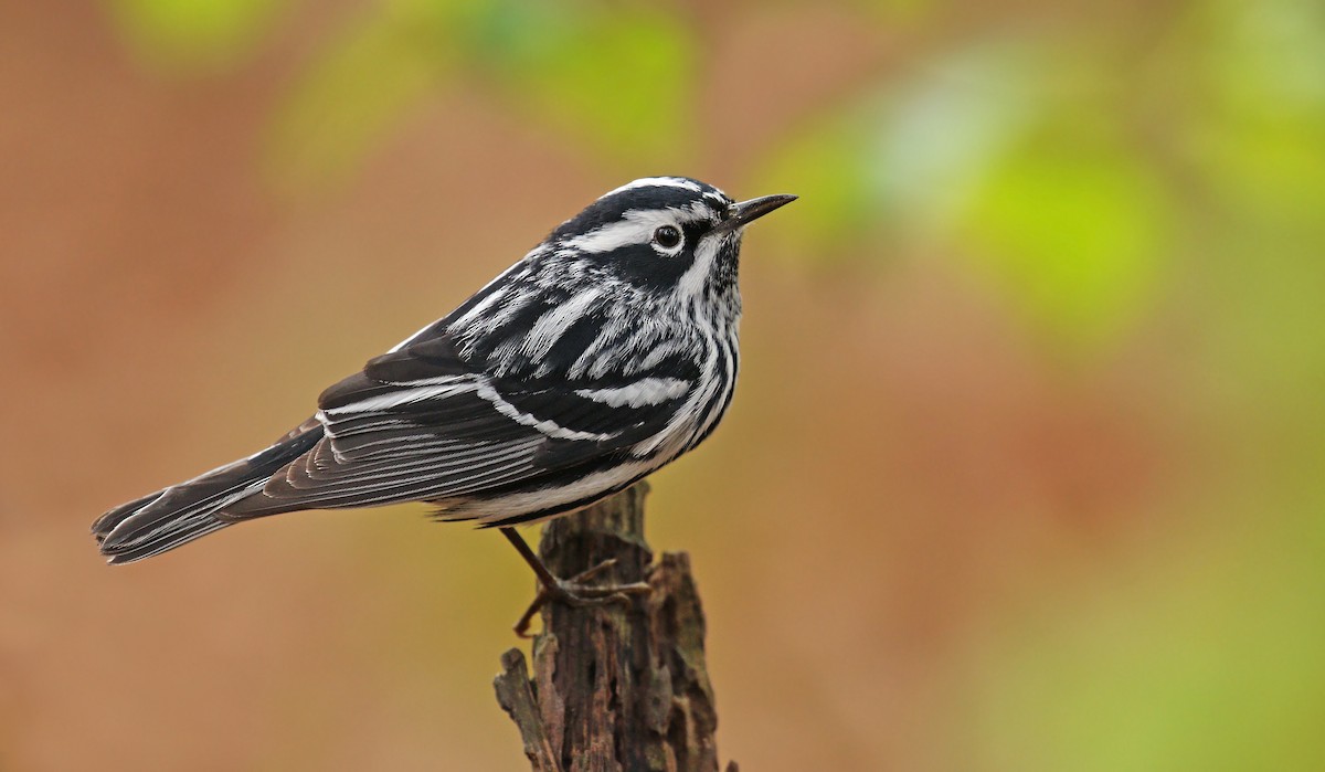 Black-and-white Warbler - ML57253261