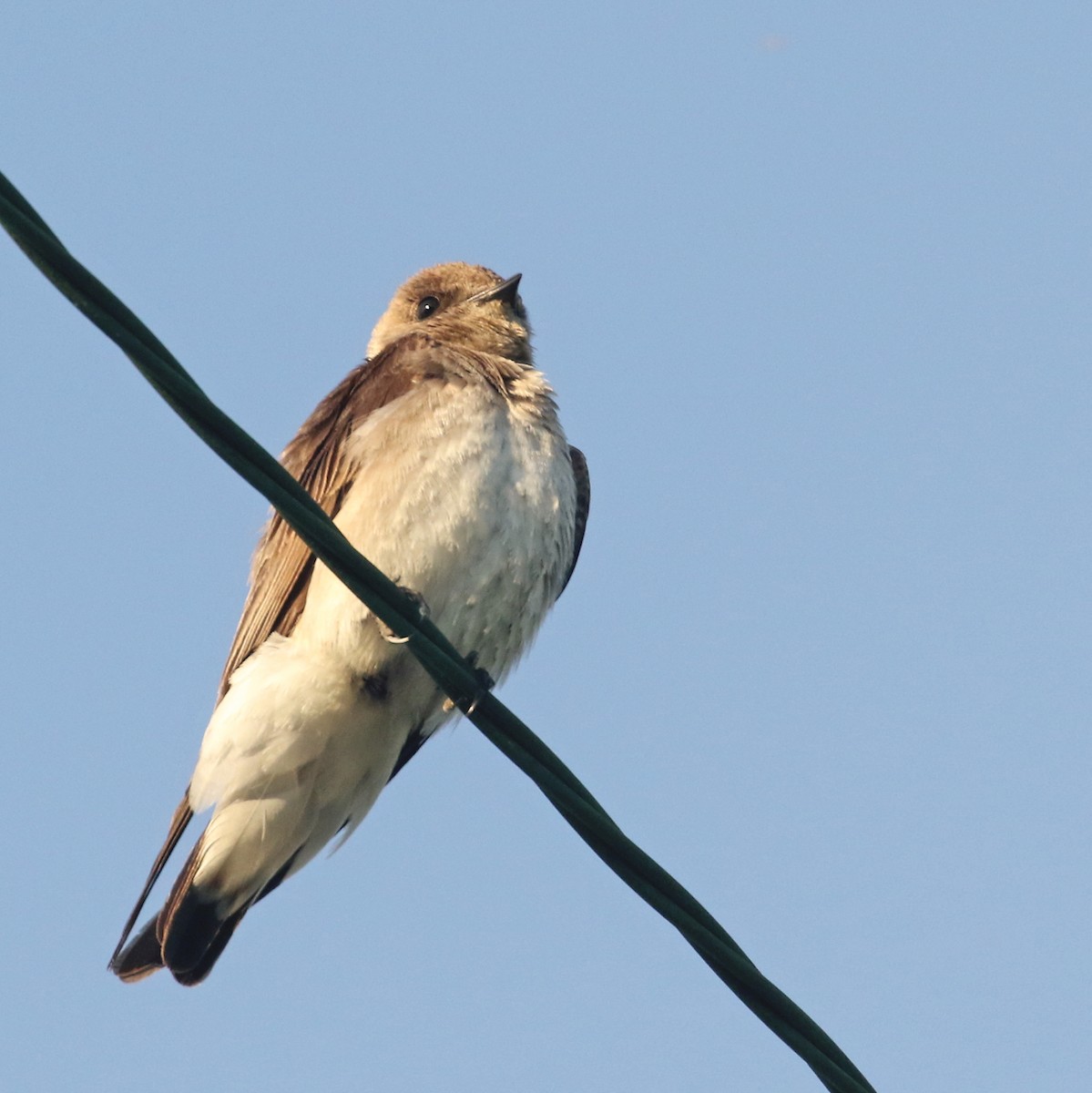Northern Rough-winged Swallow - ML572532671