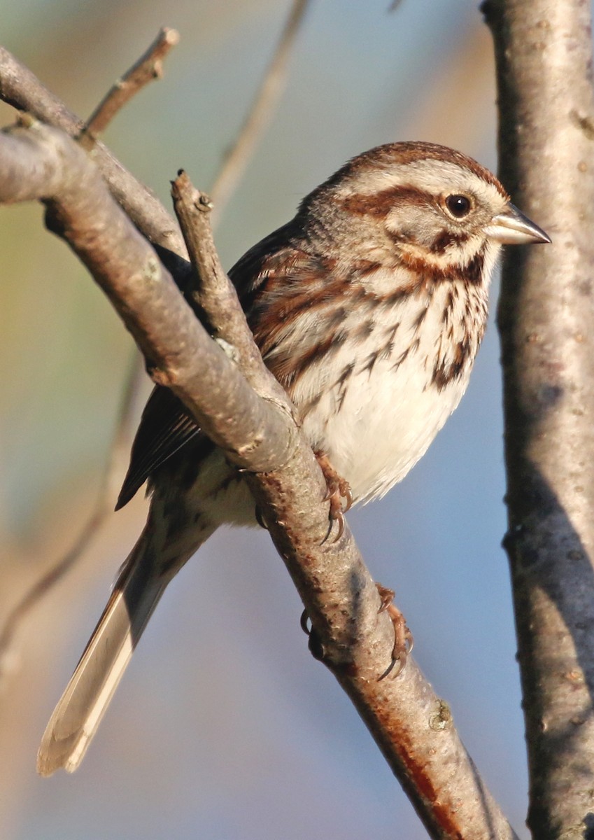 Song Sparrow - ML572532751