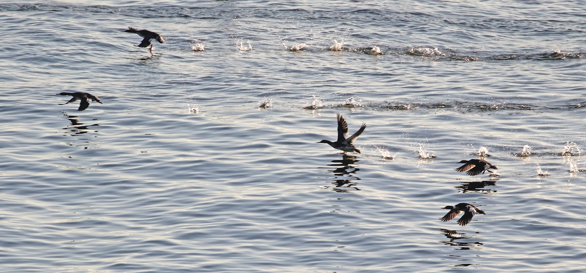 Red-breasted Merganser - ML572532951