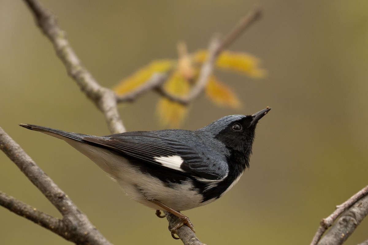 Black-throated Blue Warbler - ML572533051