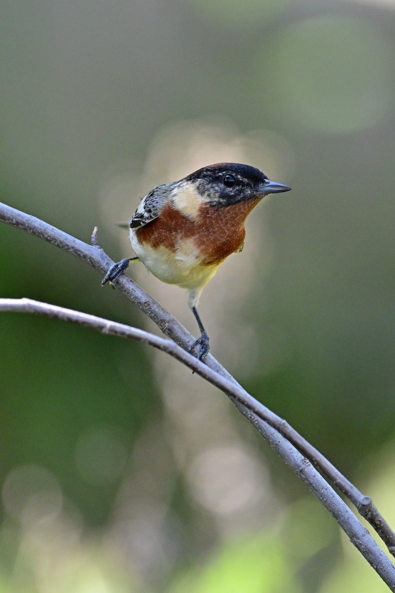Bay-breasted Warbler - ML572533411