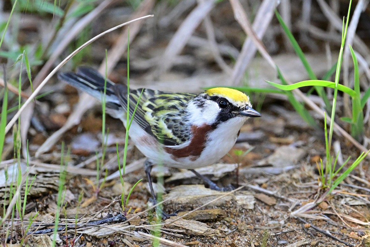 Chestnut-sided Warbler - Eileen Gibney