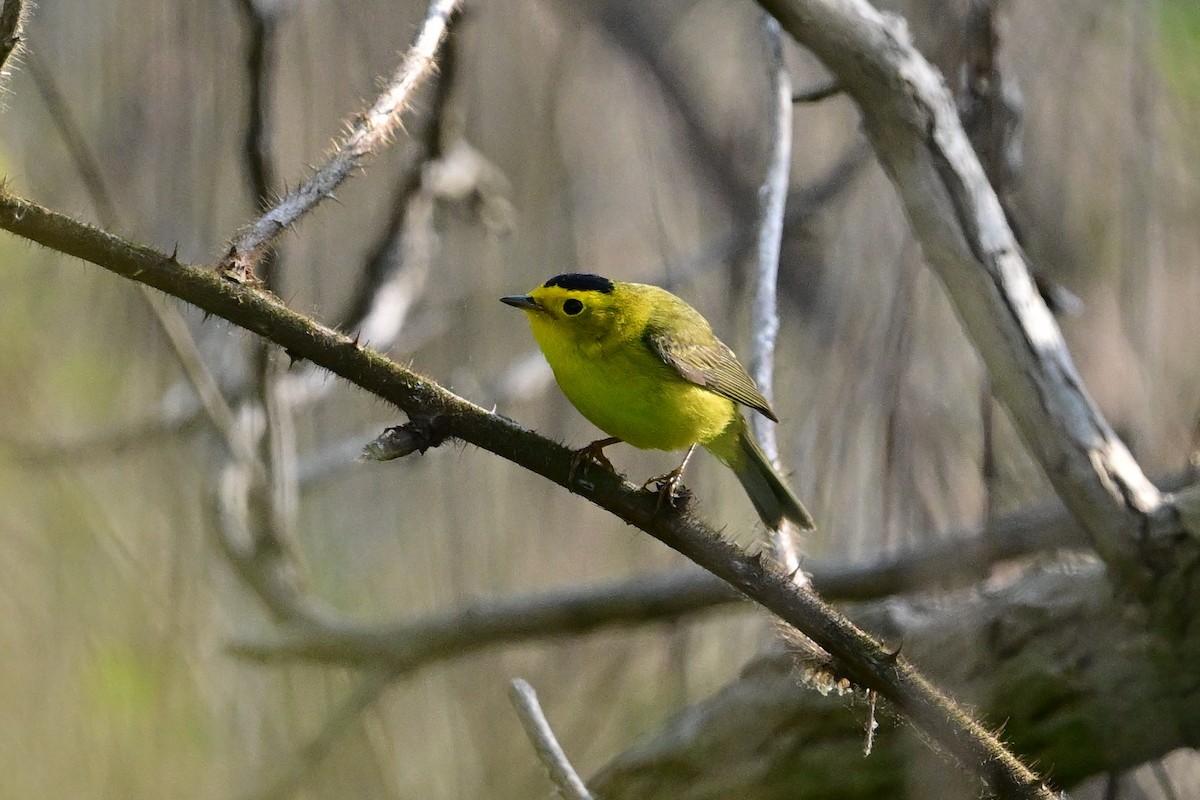 Wilson's Warbler - Eileen Gibney