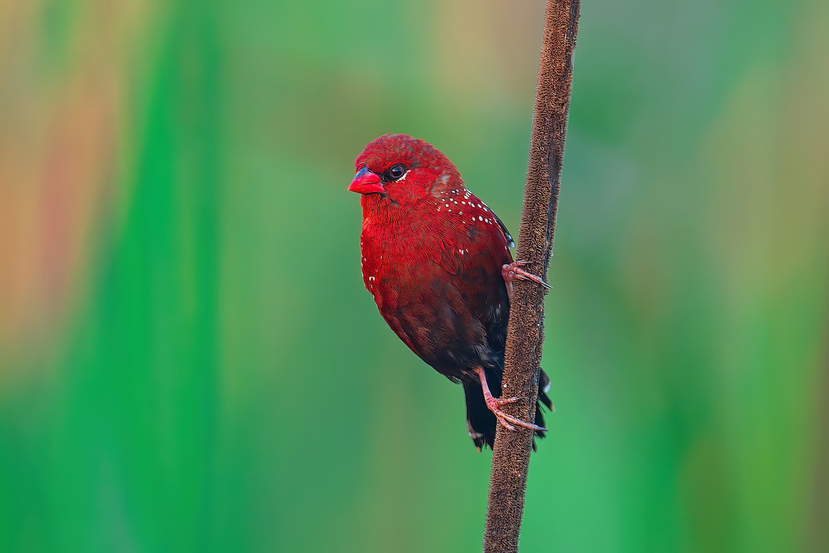 Red Avadavat - ML572534451