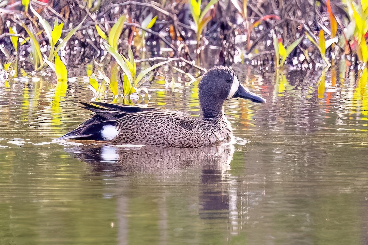 Blauflügelente - ML572534601