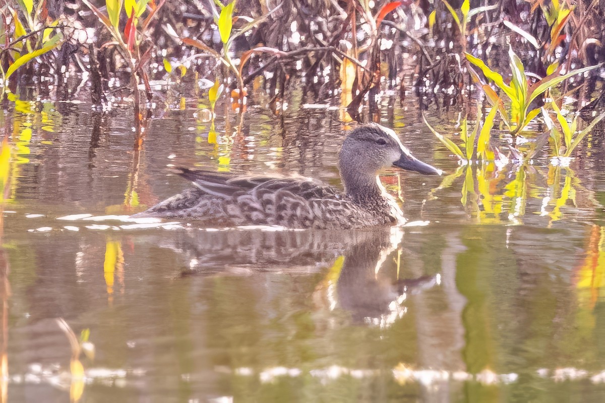 Blue-winged Teal - ML572534651