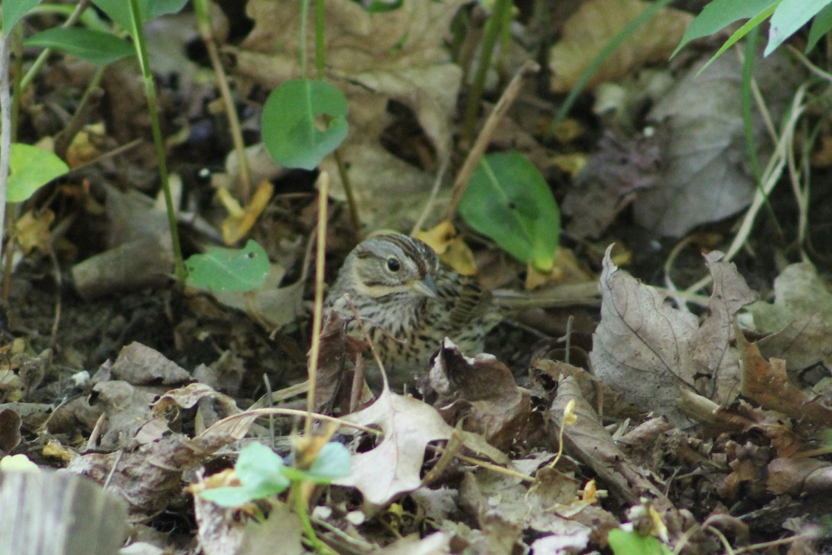 Lincoln's Sparrow - ML572534971