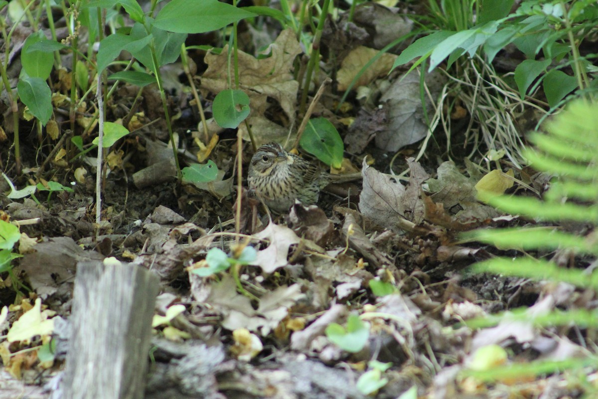 Lincoln's Sparrow - ML572534981