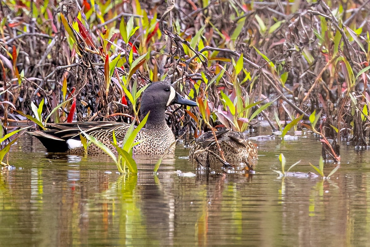 Blue-winged Teal - ML572535141