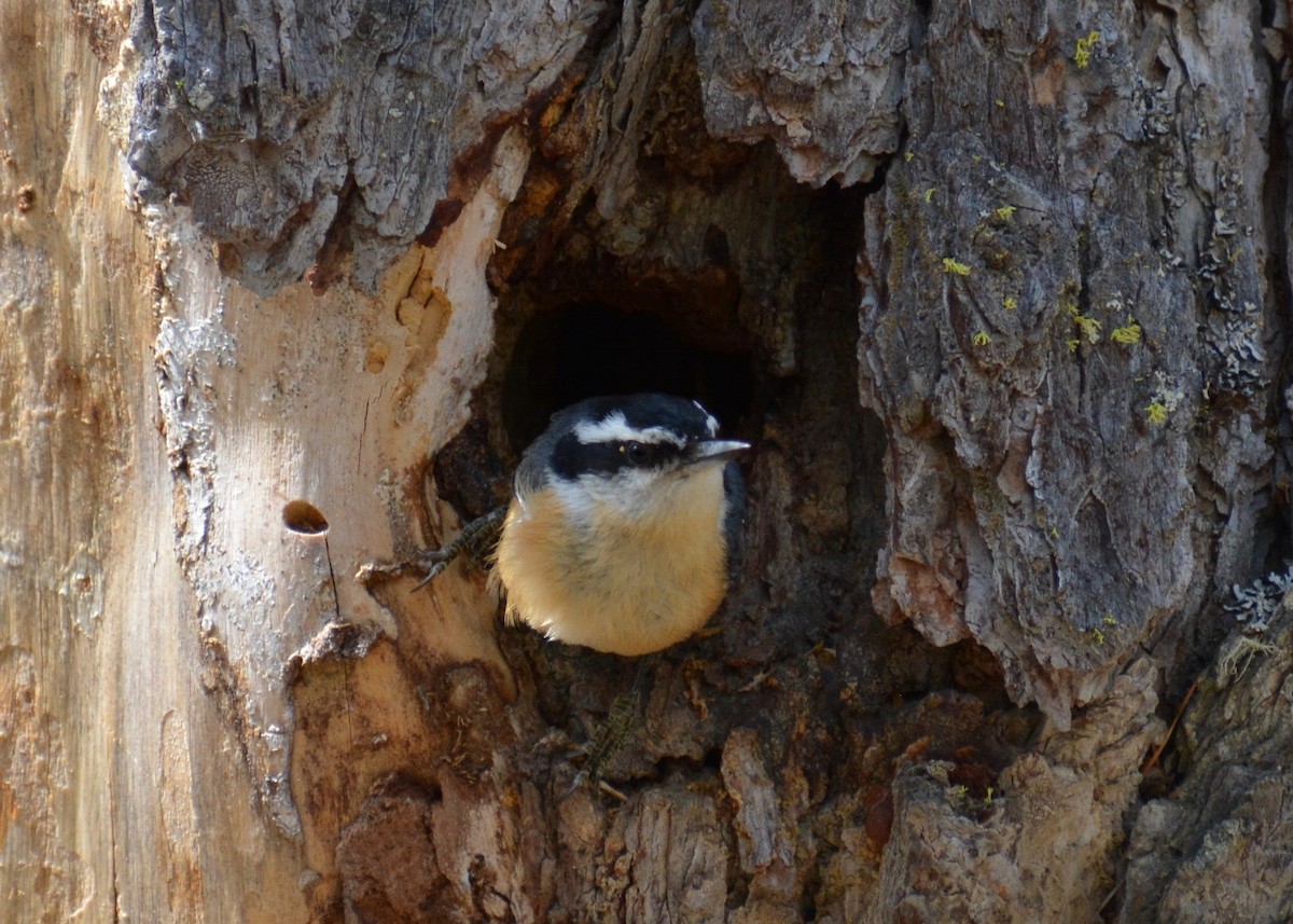 Red-breasted Nuthatch - ML572535711