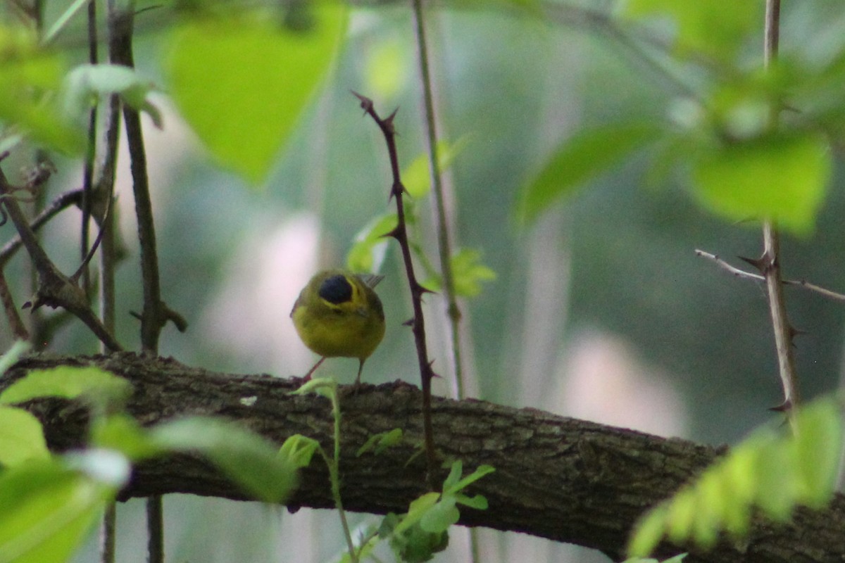 Wilson's Warbler - Sophie Barno