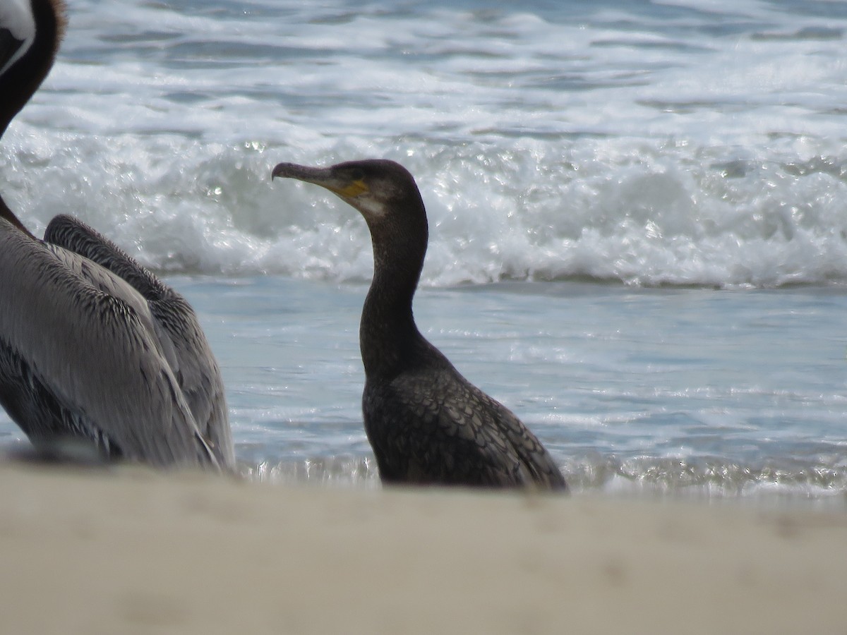 Great Cormorant - ML572536451