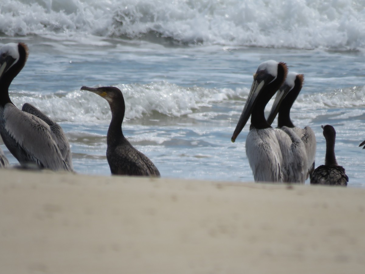Great Cormorant - ML572536461