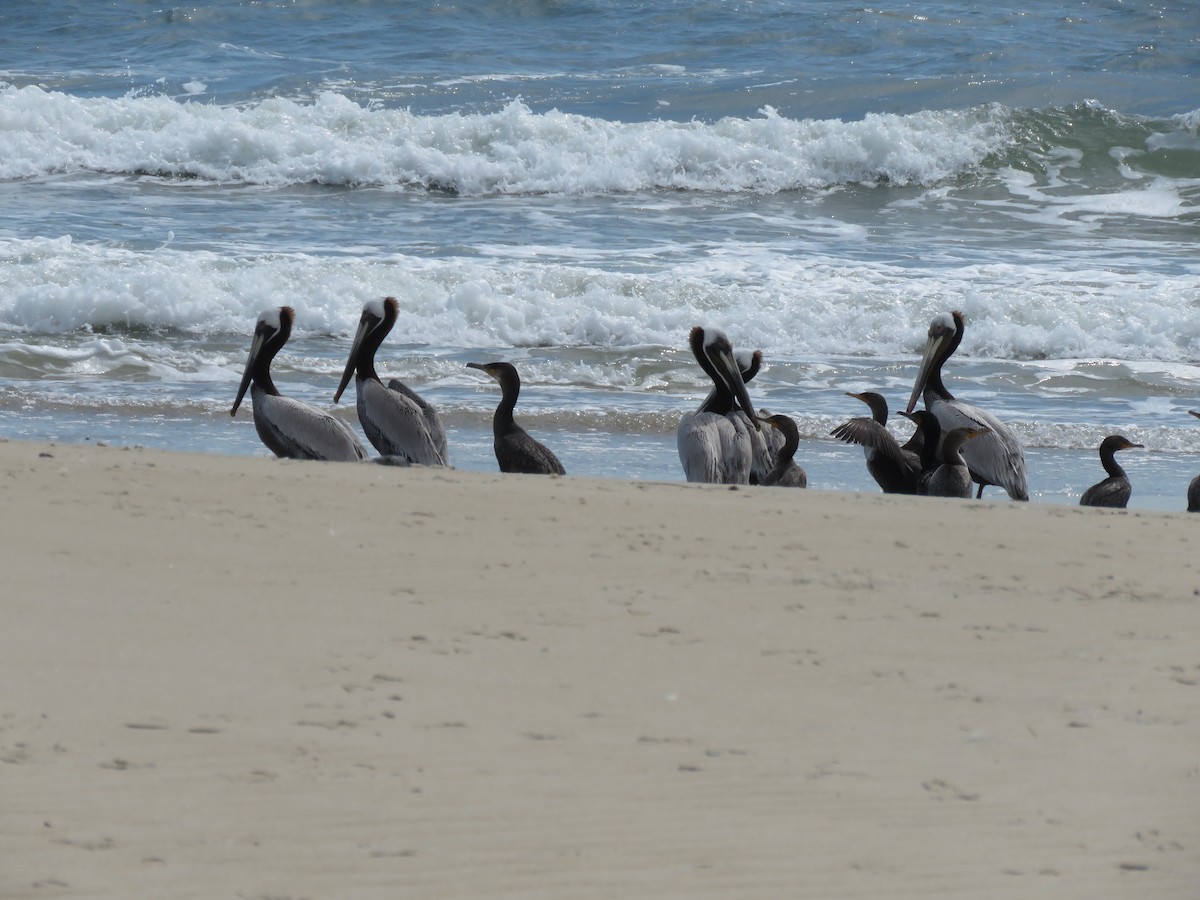 Great Cormorant - ML572536471