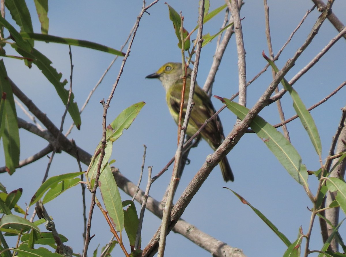 White-eyed Vireo - ML572536571