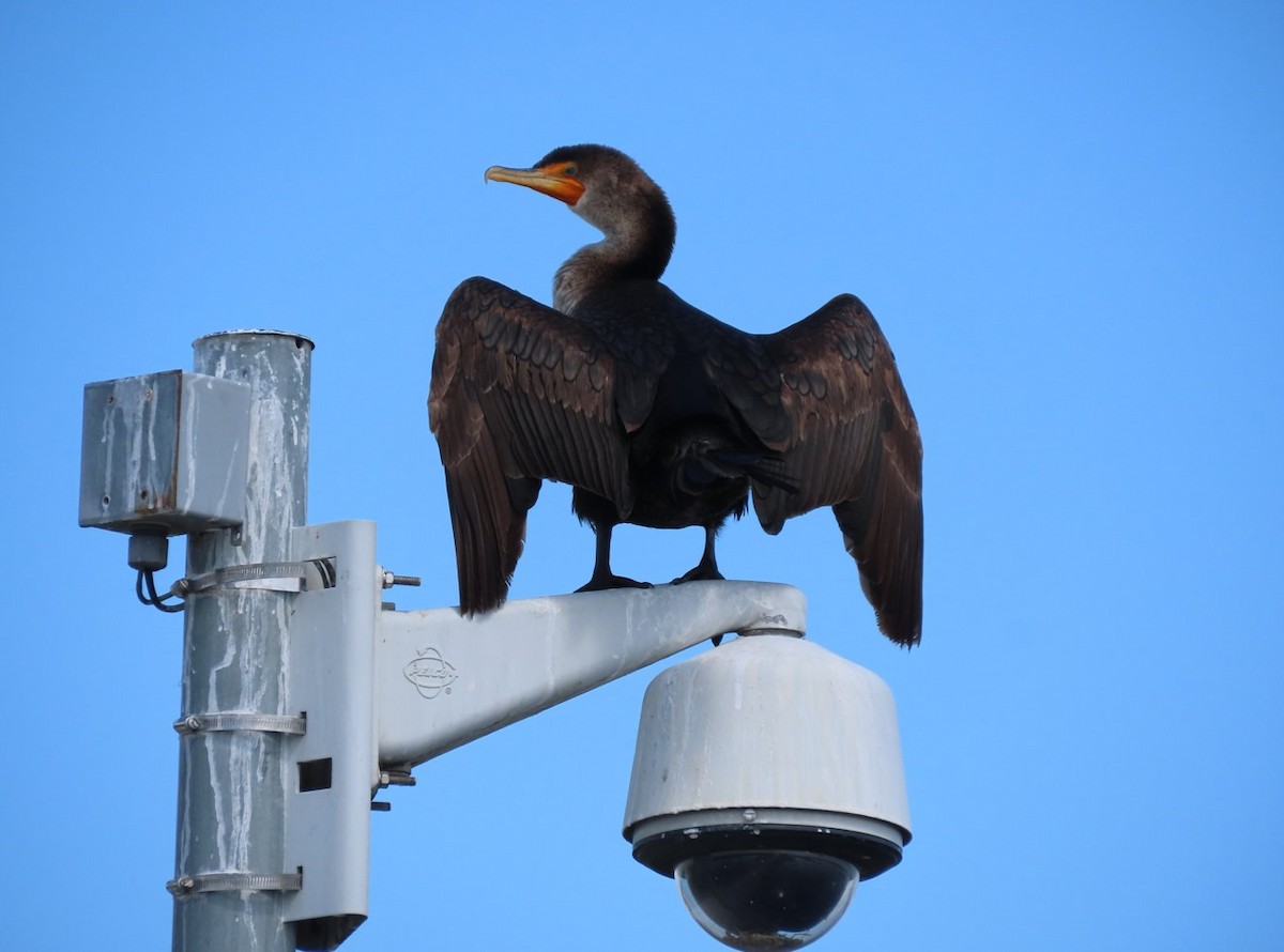 Double-crested Cormorant - ML572536671