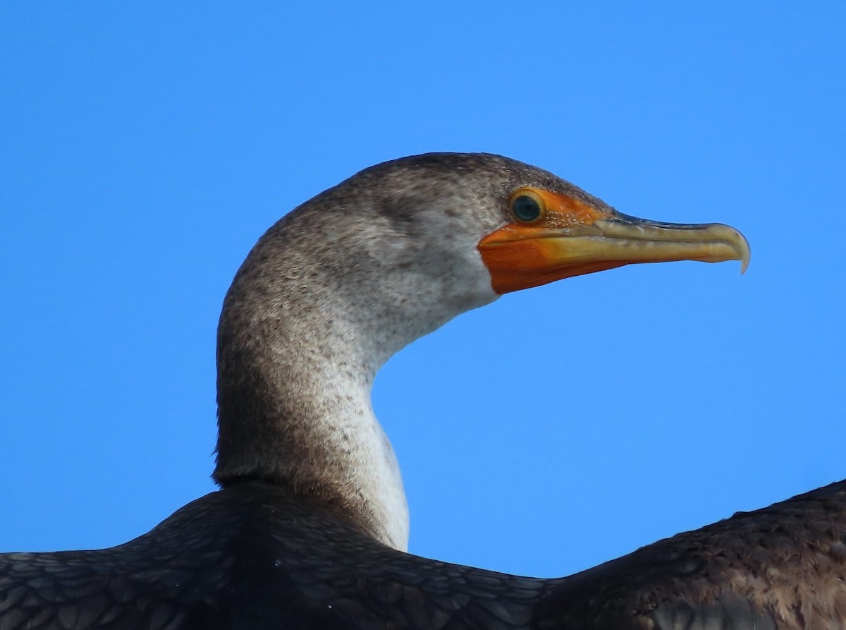 Cormoran à aigrettes - ML572536681