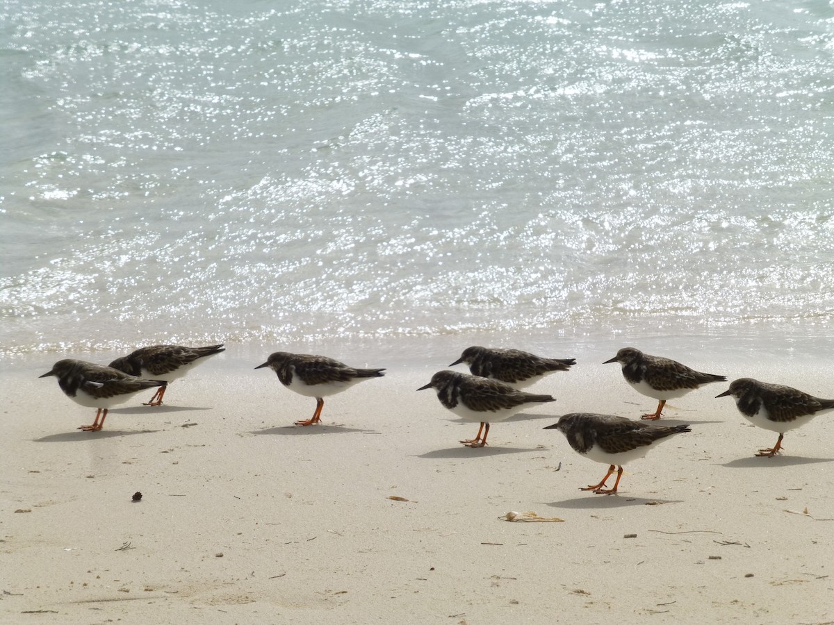 Ruddy Turnstone - ML572536701