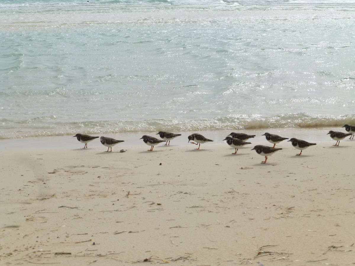 Ruddy Turnstone - ML572536721