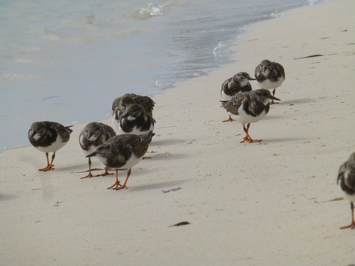 Ruddy Turnstone - ML572536741