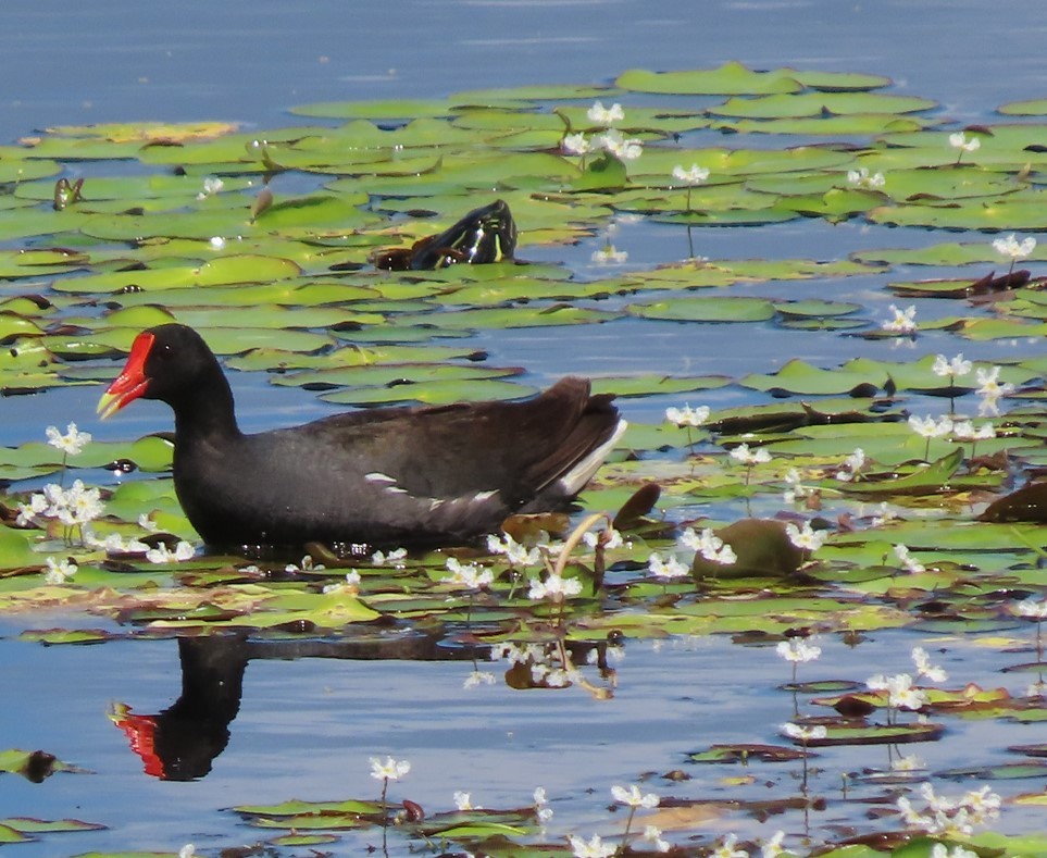 Gallinule d'Amérique - ML572536801