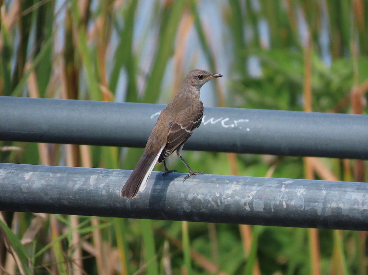 Northern Mockingbird - ML572536881