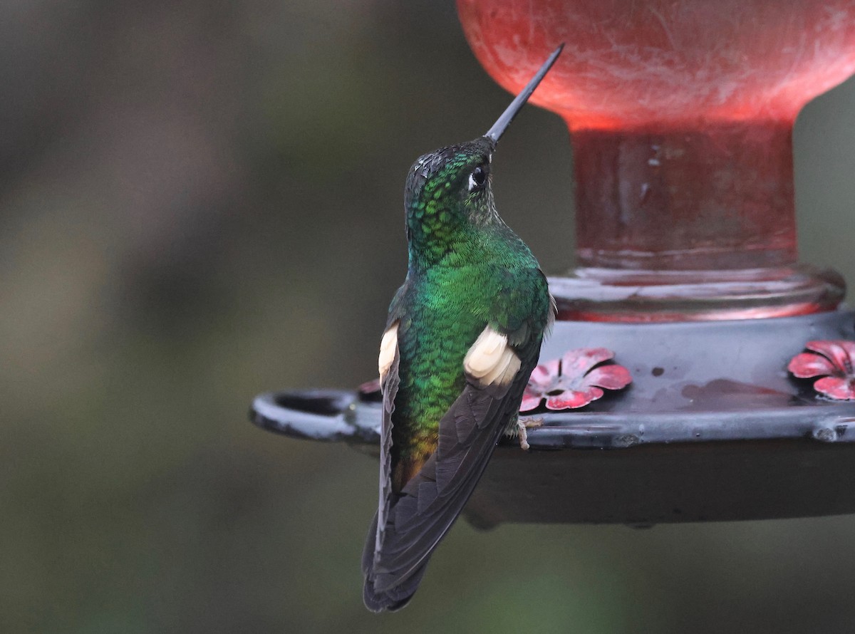 Buff-winged Starfrontlet - Stein Henning Olsen