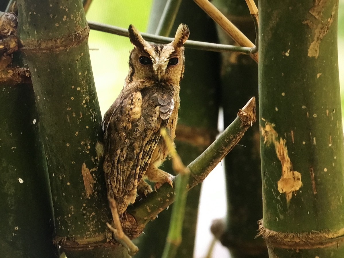 Indian Scops-Owl - Snehes Bhoumik
