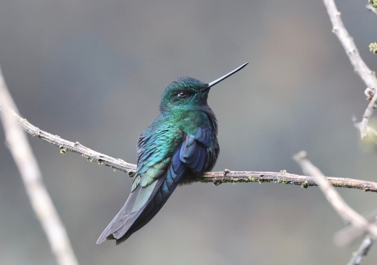 Colibri à ailes saphir - ML572537191