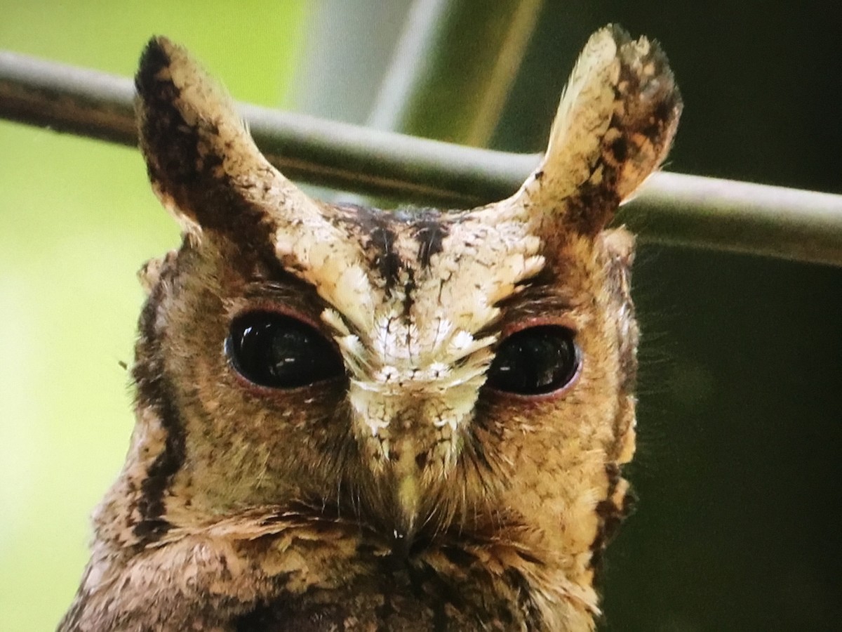 Indian Scops-Owl - Snehes Bhoumik