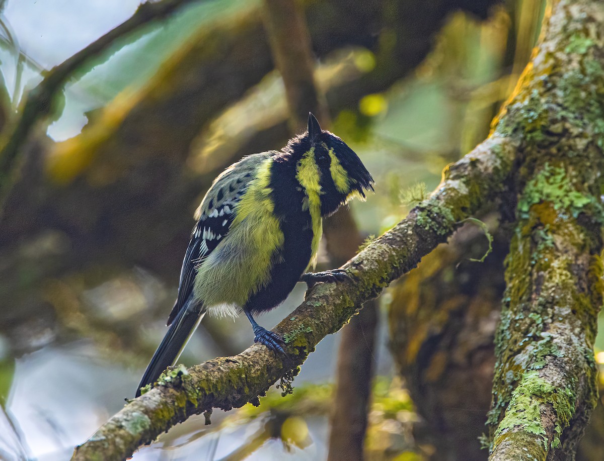 Indian Yellow Tit - Shashank  Mb