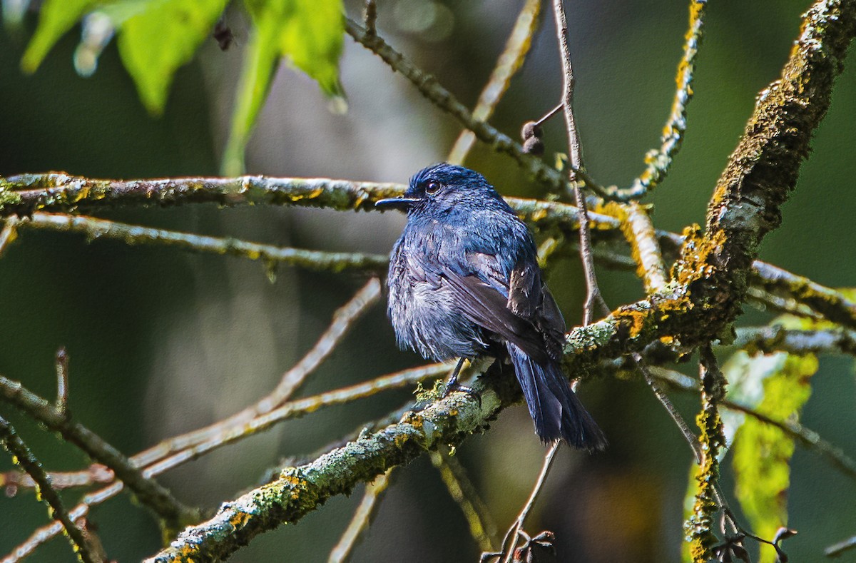 Nilgiri Flycatcher - Shashank  Mb