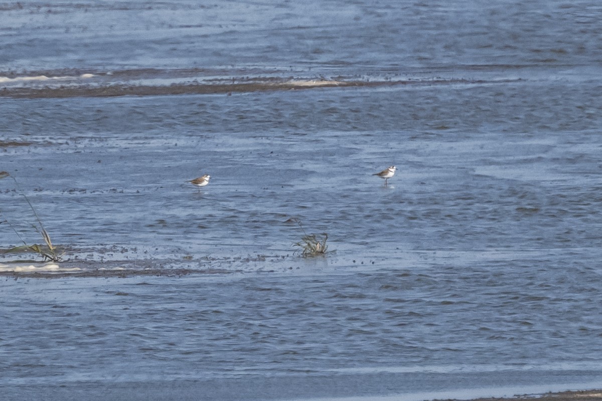 Collared Plover - Amed Hernández