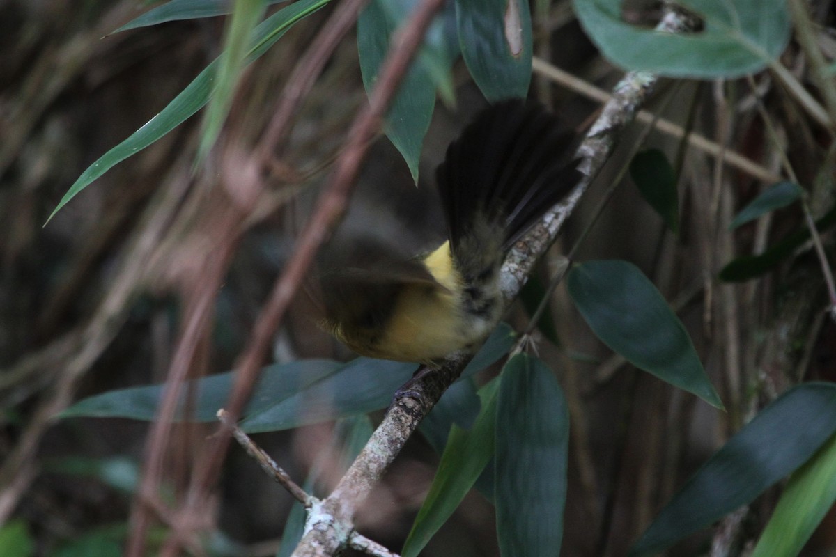 Black-tailed Flycatcher (Buff-rumped) - ML572538791