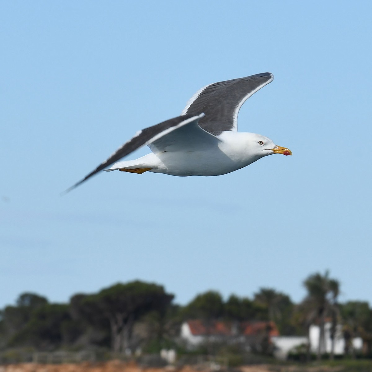 Lesser Black-backed Gull - ML572539051