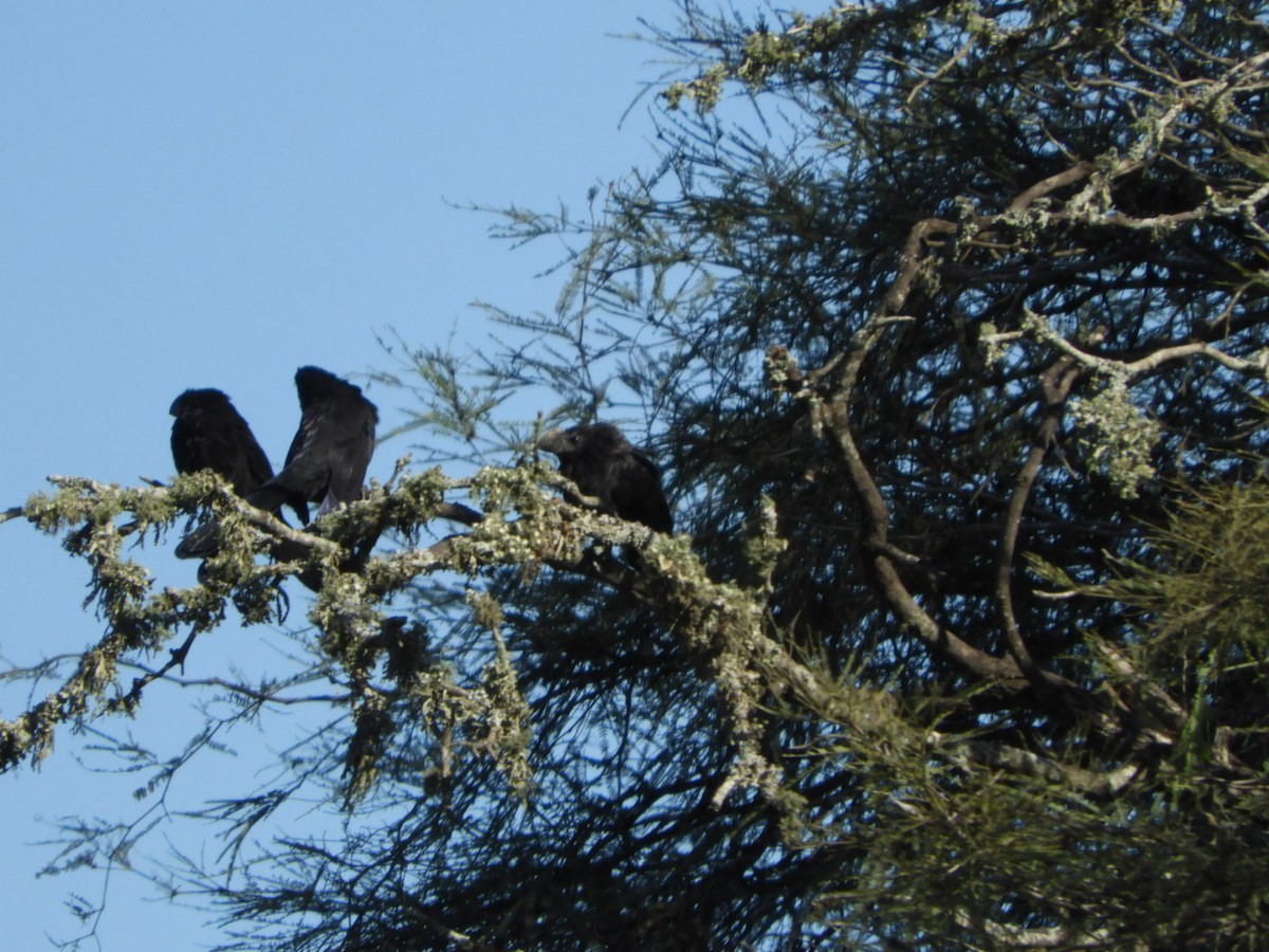 Smooth-billed Ani - ML572539181