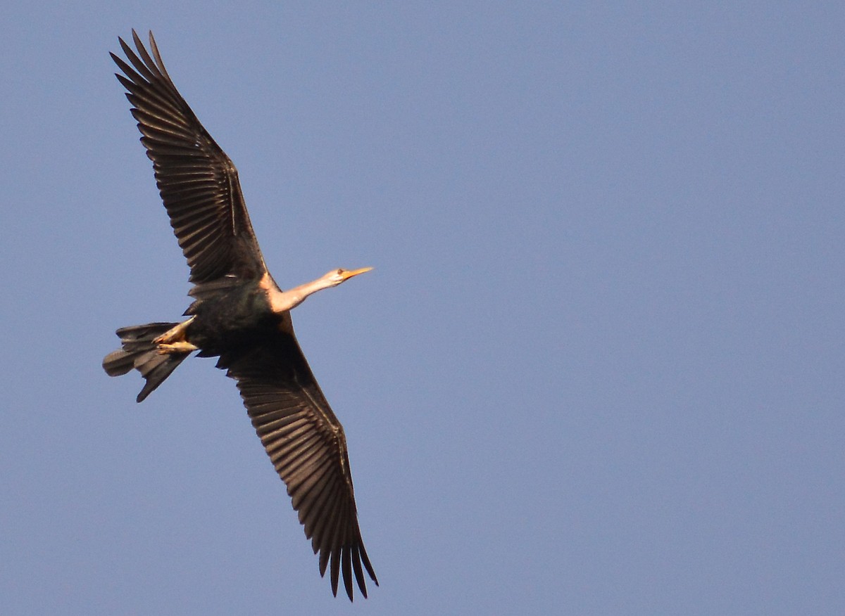 Oriental Darter - Srinivas D