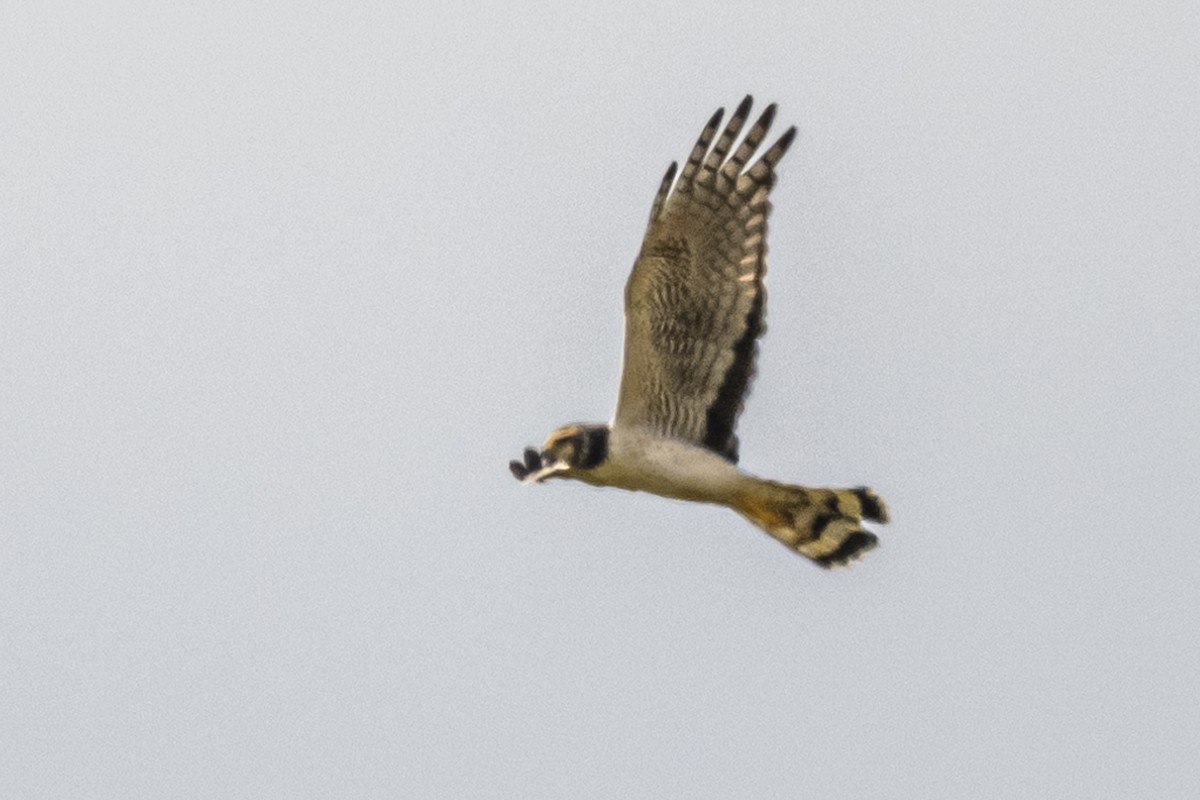 Long-winged Harrier - ML572540491