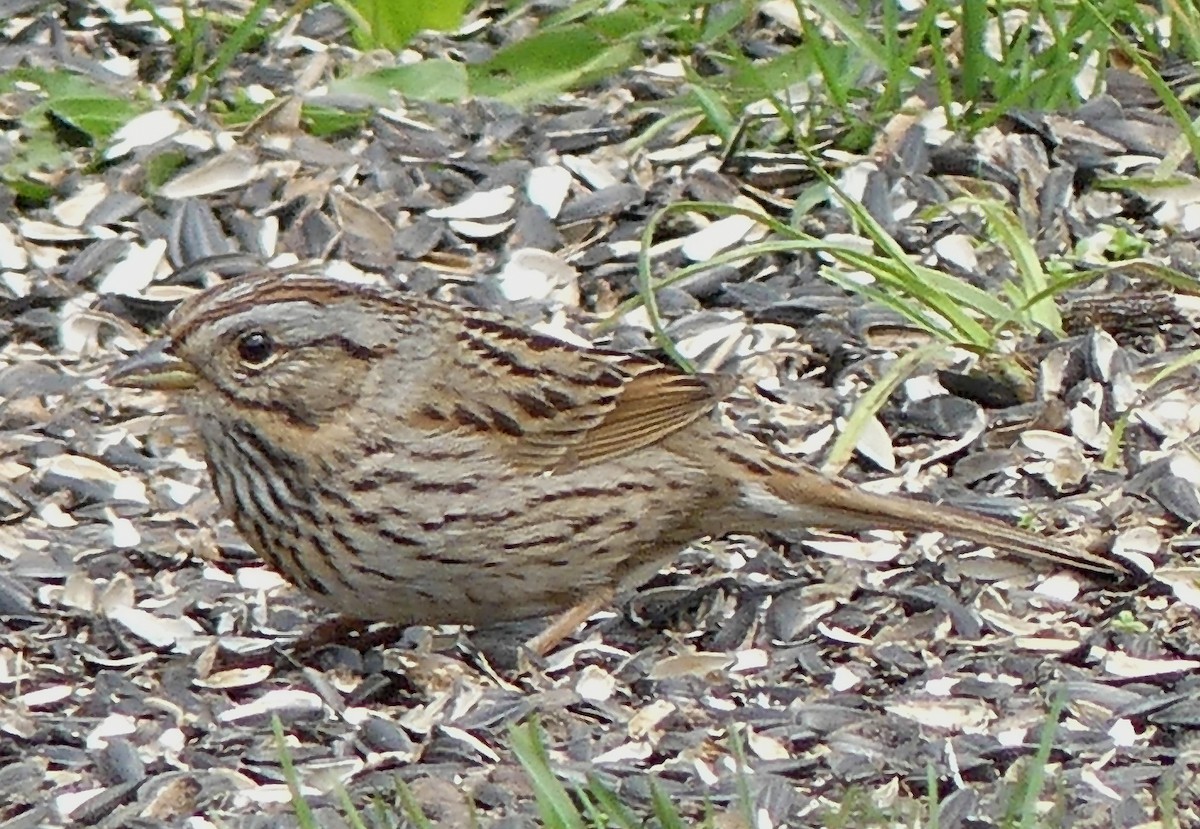 Lincoln's Sparrow - ML572540721