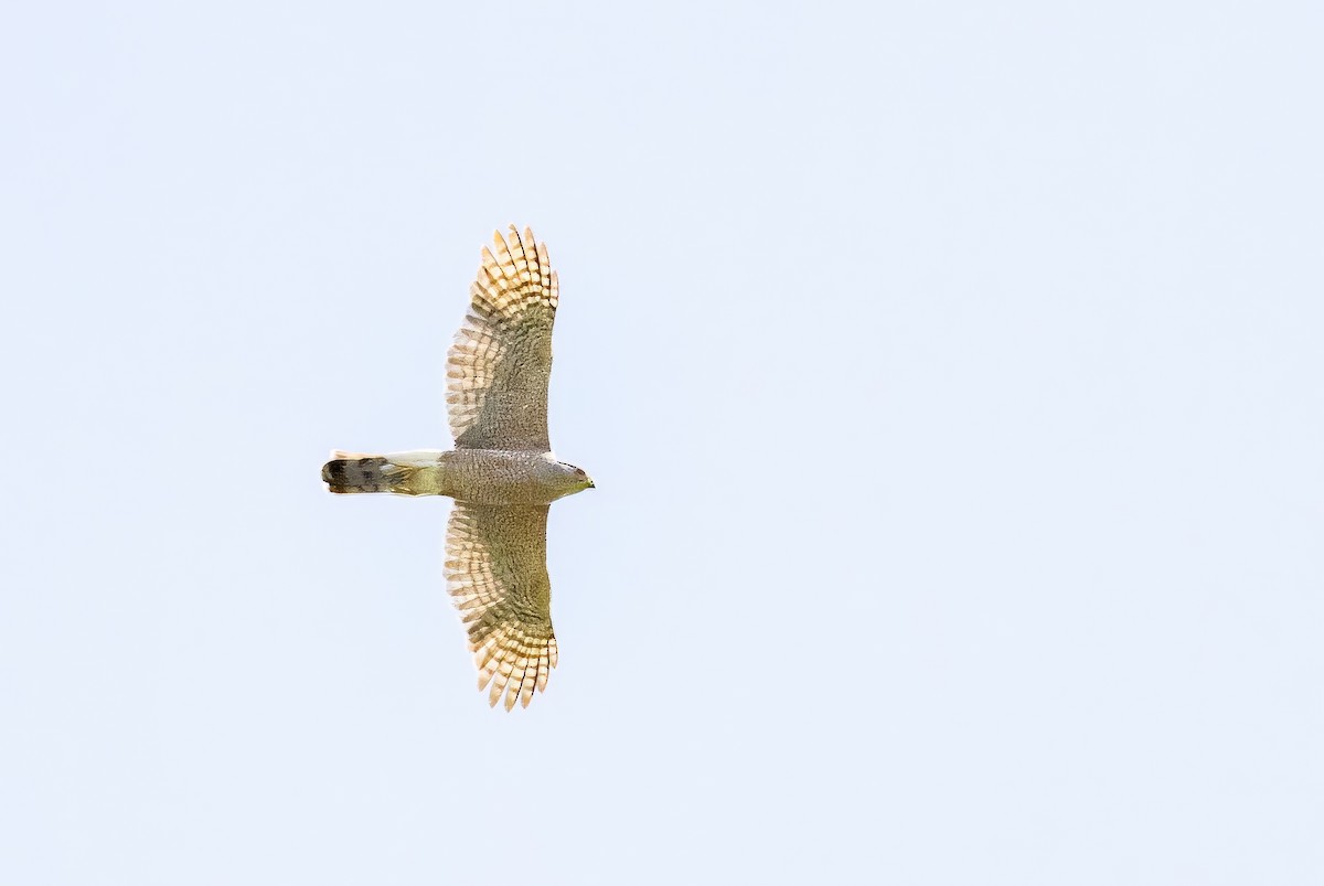 Cooper's Hawk - Sandy & Bob Sipe