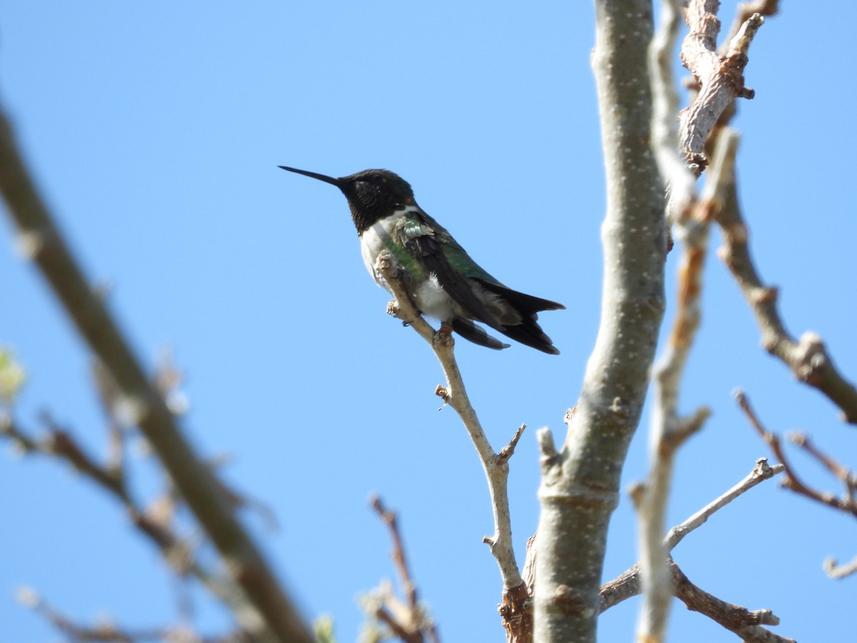 Ruby-throated Hummingbird - ML572540841