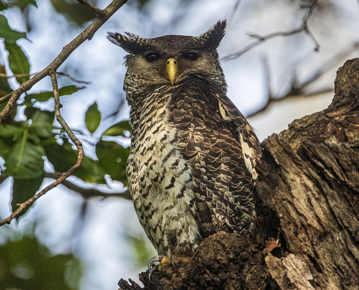 Spot-bellied Eagle-Owl - Shashank  Mb