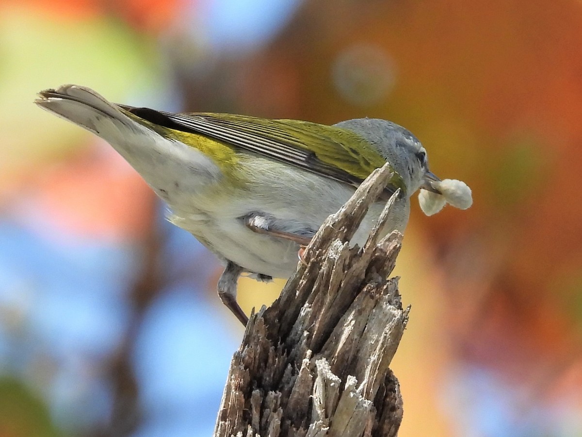 Tennessee Warbler - ML572541271