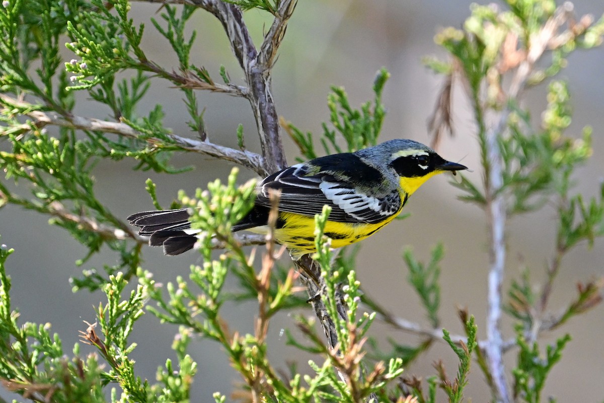 Magnolia Warbler - ML572541371