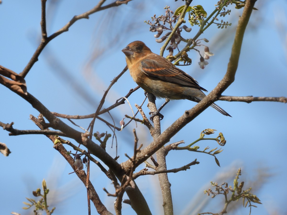 Blue Grosbeak - ML572541471